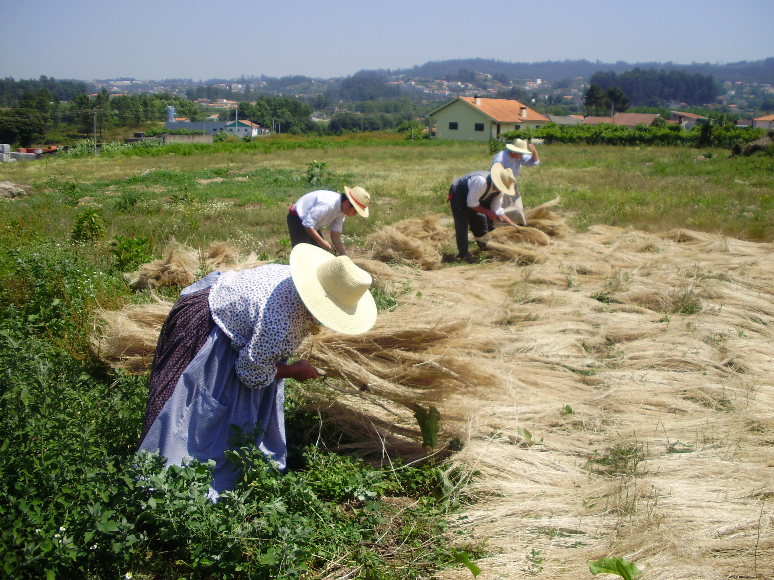 Apanha do linho no monte